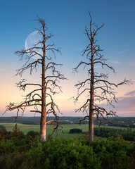 Fototapeta premium Two old trees with beautiful sunset and moon at summer evening in Finland
