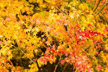 紅葉赤黄色