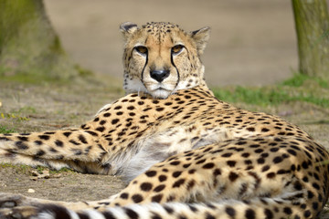 Closeup African Cheetah (Acinonyx jubatus) lying on ground, the head raised looking at the photographer