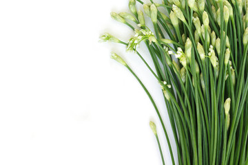 chinese chive flowerring onions stalk vegetable food on white background