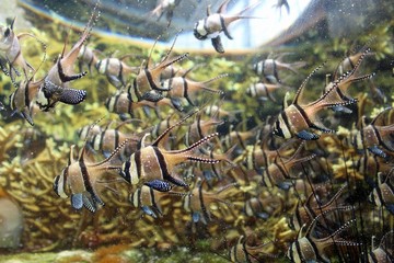 Aquarium de Boulogne sur Mer