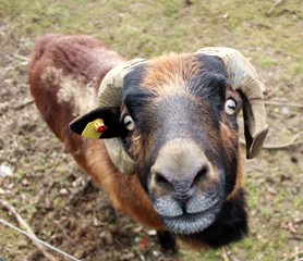Schafbock
