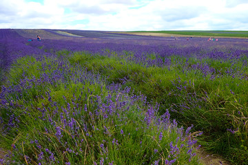 Fototapeta na wymiar Vast purple lavender fields.