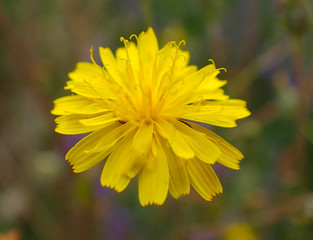 Close up of a yellow flower.