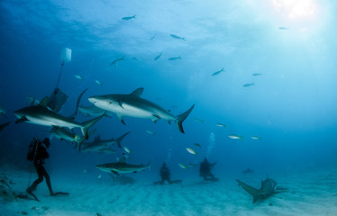 Caribbean reef shark