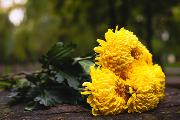 A bouquet of yellow chrysanthemums on a stump in the park