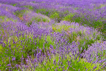 Obraz premium Lavender fields.