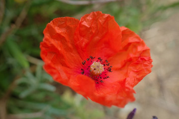 Close up of a poppy flower. © FoeToes Photography