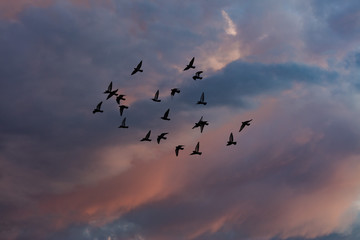 Naklejka na ściany i meble birds flying into sunset sky 