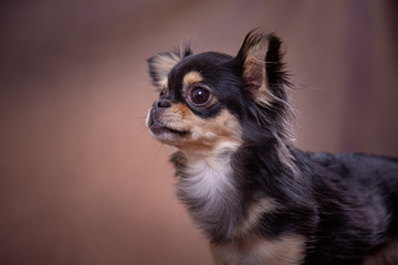 Chiuaua dal pelo lungo e scuro in primo piano