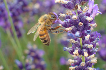 Close up of a bee taking nectar from a lavender flower.