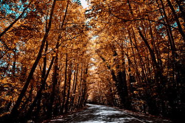 Fototapeta premium tree through the way green and brown Bartın Turkey