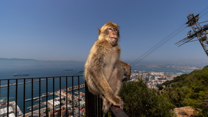 A Barbary macaque monkey in Gibraltar on a sunny day in August.