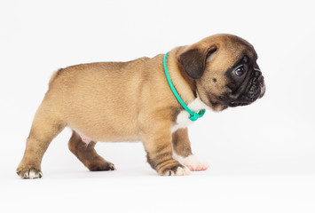Obraz premium French Bulldog puppy on a white background