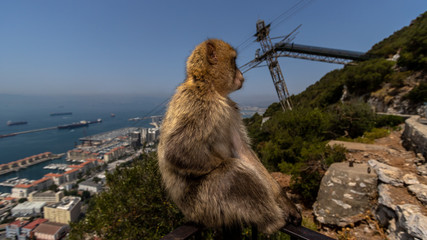 A Barbary macaque monkey in Gibraltar on a sunny day in August.