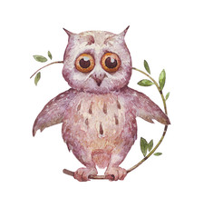 An owl sitting on a branch Isolated