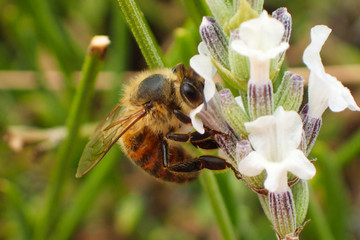 Close up of a bee taking nectar from a lavender flower.