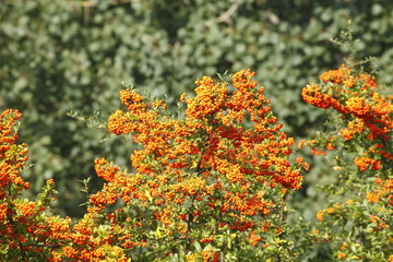 Orange Feuerdornbeeren