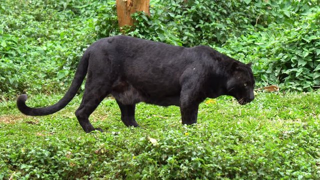 black leopard or black panther waiking around on grass.