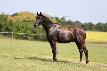 Obraz premium Young healthy horses grqaze peaceful summer green pasture