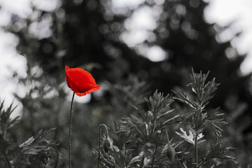 One red poppy on a black and white background.