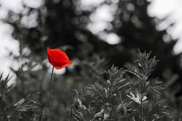 Papier Peint photo Coquelicots One red poppy on a black and white background.