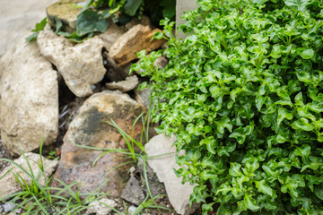 Shrubs, lush green in the parks.