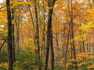 Morning in the Forest