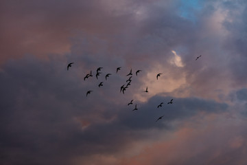 birds flying into colorful sunset sky 