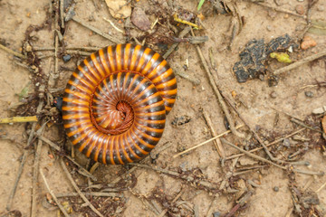 Millipedes are curled up in a circle to protect himself.