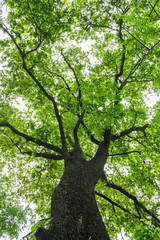 Trees sprawl into the forest during the rainy season.