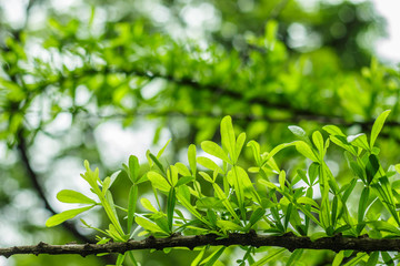 green leaf branch on green blur background.