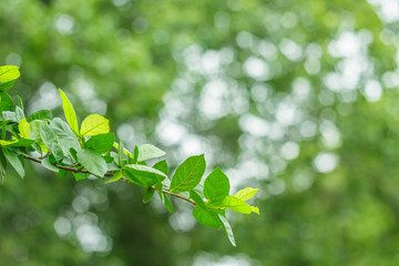 Fototapeta na wymiar green leaf branch on green blur background.