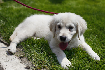 Golden Retriever puppy lying down on a leash