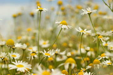 Fototapeta na wymiar Field of beautiful white camomile flowers in summer in Belarus