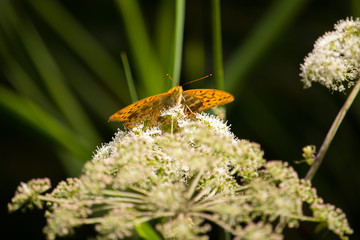 Kaisermantel mit grün-schwarzem Hintergrund
