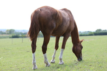 Obraz premium Young healthy horses grqaze peaceful summer green pasture