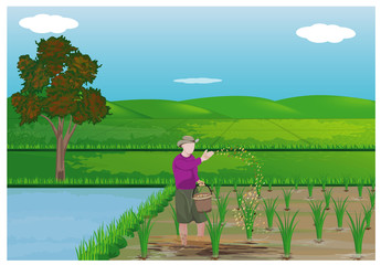 farmer sow manure in paddy field vector design