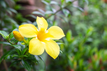 Allamanda flowers in the garden.