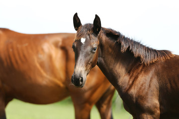 Portrait of a beautiful young purebred horse