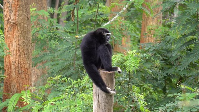 black gibbon monkey playing on tree at the zoo. Gibbons are apes in the family Hylobatidae.