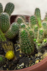 Very beautiful and green home cactus.
