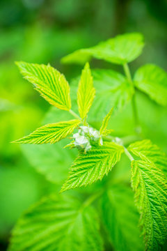 Raspberry bush in the garden. Selective focus.