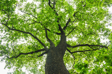 Trees sprawl into the forest during the rainy season.