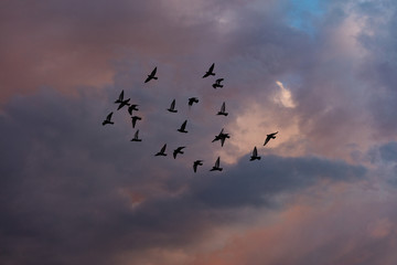 birds flying into sunset sky 