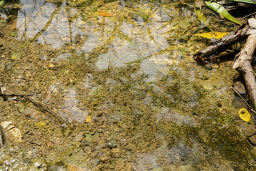 Clear Creek Forest in the rainy season.