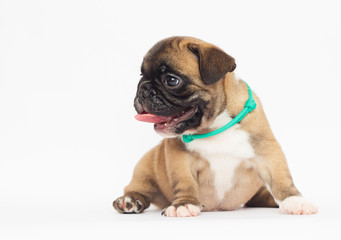 French Bulldog puppy on a white background