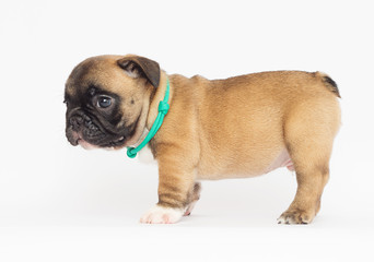 French Bulldog puppy on a white background