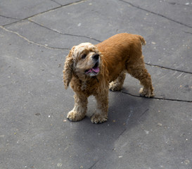 cocker spaniel