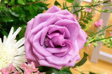 Pink Rose